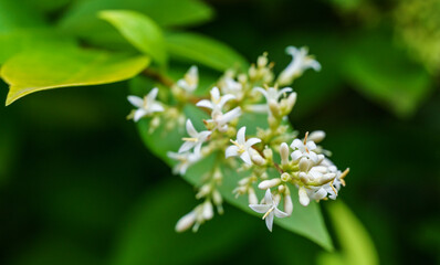Close-up of small and delicate white flowers of Ligustrum Vicaryi bush with yellow evergreen foliage. Beautiful plants in ornamental garden. Selective focus. Nature concept for design