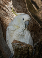 Portrait of a Sulphur-Crested Cockatoo in the Shade of a Hollowed Out Tree