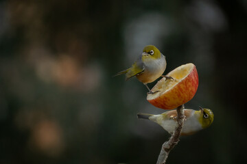 Two Silvereye Birds Feeding on Apple in the Garden with Selective Focus and Copy Space