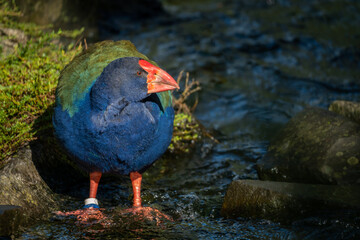 New Zealand Takahe Standing in the River in the Sunshine on a Sunny Morning, Selective Focus with...