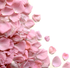 Natural background of rose petals