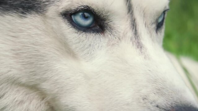 A close-up husky dog, a dog with blue eyes and white gray hair, lies on the green grass. Selective focus
