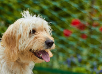 A wonderful face of a dog.