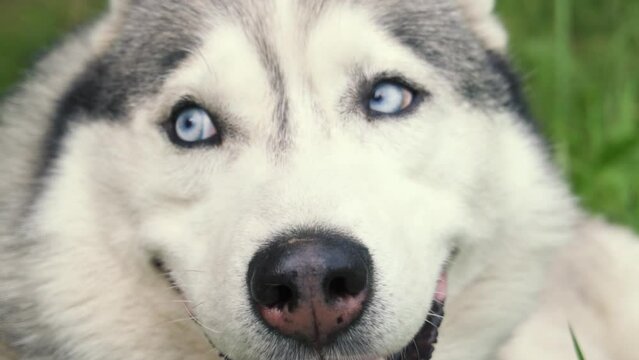 A close-up husky dog, a dog with blue eyes and white gray hair, lies on the green grass. Selective focus