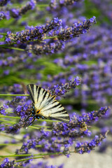 Old World Swallowtail butterfly - Papilio machaon, beautiful colored iconic butterfly from Provence...
