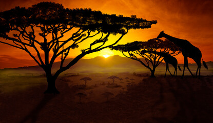 Giraffes in a spectacular sunset in the savannah