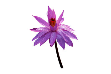 Beautiful Pink lotus flower bouquet isolated on the white background. Photo with clipping path.