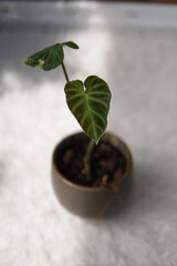plant in a pot (philodendron verrucosum)