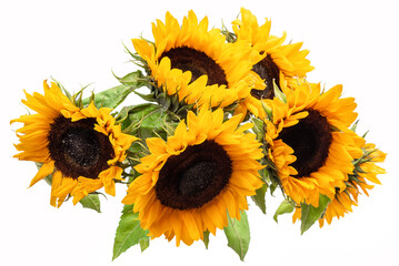 Bouquet of sunflowers on a white background. Isolate
