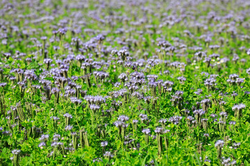 Field of flowering Phacelia tanacetifolia, also known as Lacy Phacelia or Purple Tansy, a nectar rich bee plant. Suitable for backgrounds. 