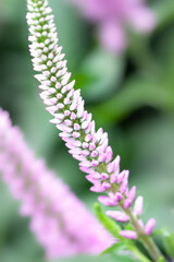 Pink and white muskari tiny cute flower with blur background for vertical wallpaper macro