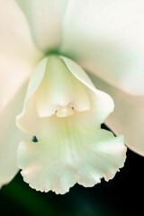 Fototapeta na wymiar Romantic light beige orchid flower bud for vertical floral wallpaper or wedding invitation macro