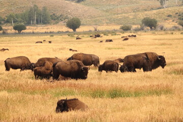 Fototapeta na wymiar bison on the meadow