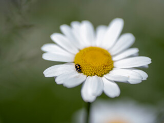 Obraz premium bee on daisy