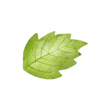 Watercolor green tree leaf isolated on white. Drawing of plant