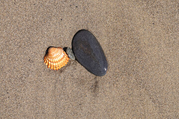Small ston by the beach with a shell