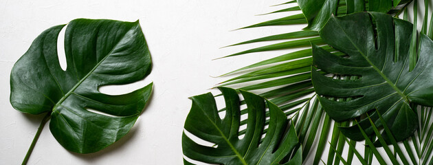 Tropical palm leaves and swiss cheese plant isolated on white background.