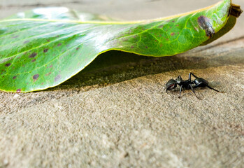 ant on leaf
