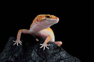 Leopard gecko closeup on coral stone, Leopard gecko front view, Leopard gecko closeup on black background