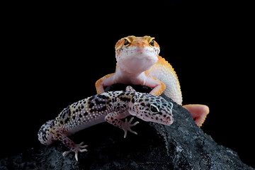 Leopard gecko closeup on coral stone, Leopard gecko front view, Leopard gecko closeup on black...