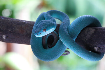 Blue viper snake closeup face, head of viper snake, Blue insularis, Trimeresurus Insularis, animal...