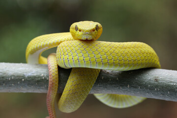 Yellow White-lipped Pit Viper closeup