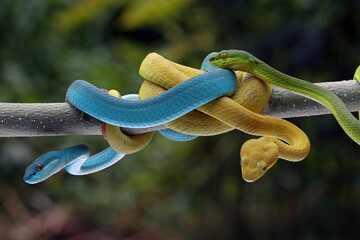The Yellow White-lipped Pit Viper (Trimeresurus insularis), Trimeresurus albolabris and Blue Insularis on branch, Three color viper snaker on branch, Indonesian viper snake 