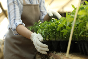 Woman working with tomato seedlings at table, closeup