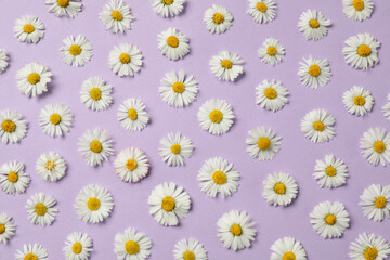 Obraz premium Many beautiful daisy flowers on lilac background, flat lay