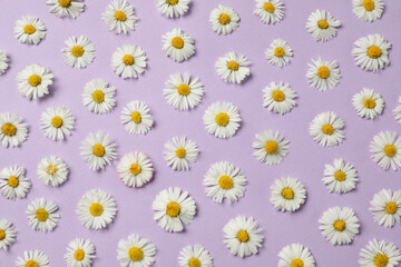 Many beautiful daisy flowers on lilac background, flat lay