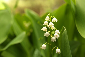 Beautiful lily of the valley flower on blurred background, closeup. Space for text