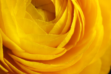 Closeup view of beautiful blooming ranunculus flower as background. Floral decor