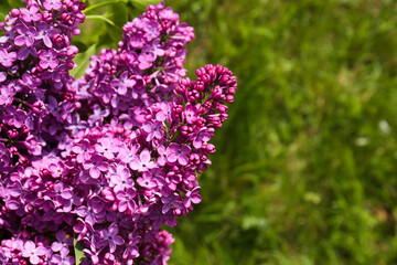 Closeup view of beautiful lilac flowers outdoors. Space for text