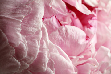 Closeup view of beautiful blooming peony as background. Floral decor