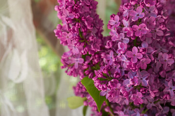 Fototapeta premium Beautiful lilac flowers near window indoors, closeup. Space for text