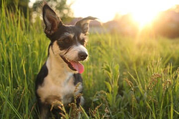 Cute fluffy dog in green grass at sunset