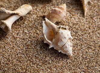 Seashell on the beach. Seashell background. Beautiful seashell. Wallpaper.