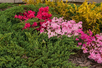 The flowering rhododendron shrub is royally beautiful