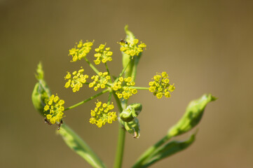 Closeup of yellow parsnip inflorescence with blurred background