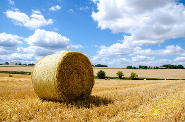 Rolled up hay bales on wheat field or dry meadow after harvest in rural agricultural area.
