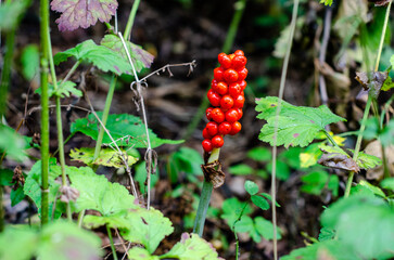 Arum maculatum is a woodland flowering plant species in the family Araceae. Spike of fruits, poisonous berries.