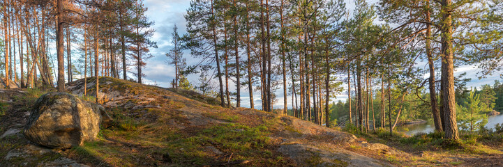 panorama of the forest