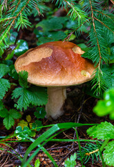 White mushroom (Boletus edulis) in the forest after the rain against the background of old trees 