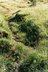 Bach | Natur | Wiese