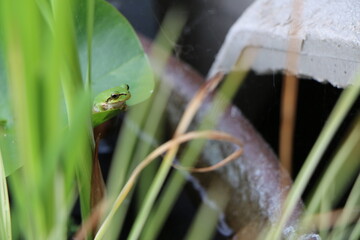 睡蓮鉢のニホンアマガエル