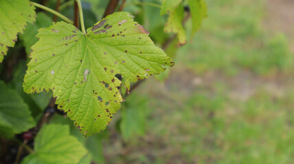 black currant leaves diseases 