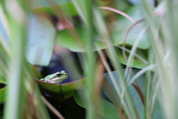 睡蓮鉢のニホンアマガエル
