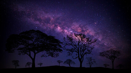  Milky way with stars,silhouette tree in africa.Tree silhouetted against a setting sun.Dark tree on...