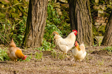A beautiful young rooster, classic white color. A beautiful young rooster, classic white color, moves around a fenced private property with two hens.