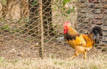 Roosters chickens in the henhouse of a place. Chicken is most common poultry in farms and in home backyards.